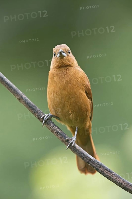 White-lined Tanager