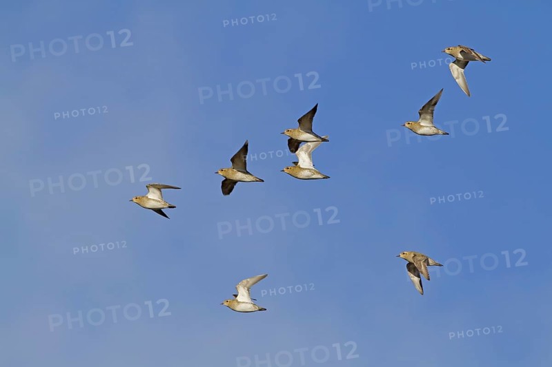 Eurasian Golden Plover