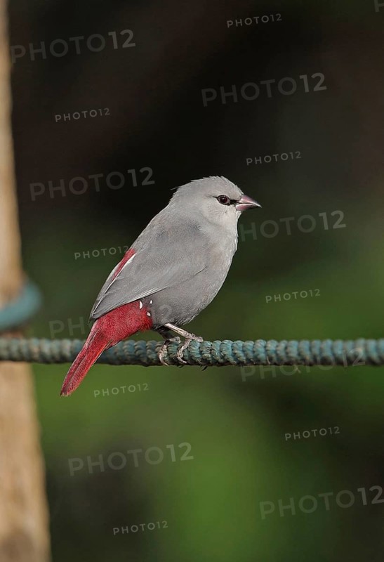 Lavender Waxbill