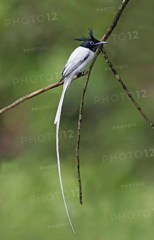 Asian Paradise-flycatcher