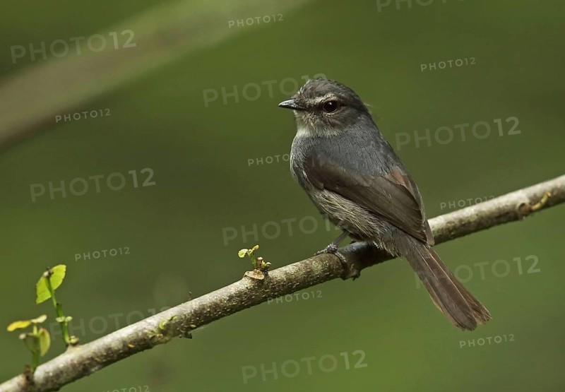 Adult dark blue flycatcher