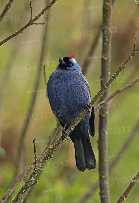 Adult diadem tanager