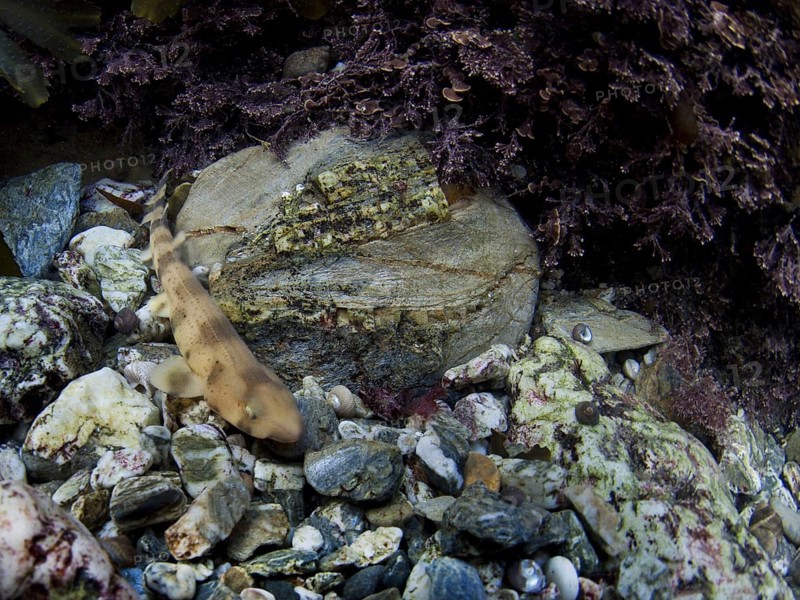 Lesser Spotted Dogfish