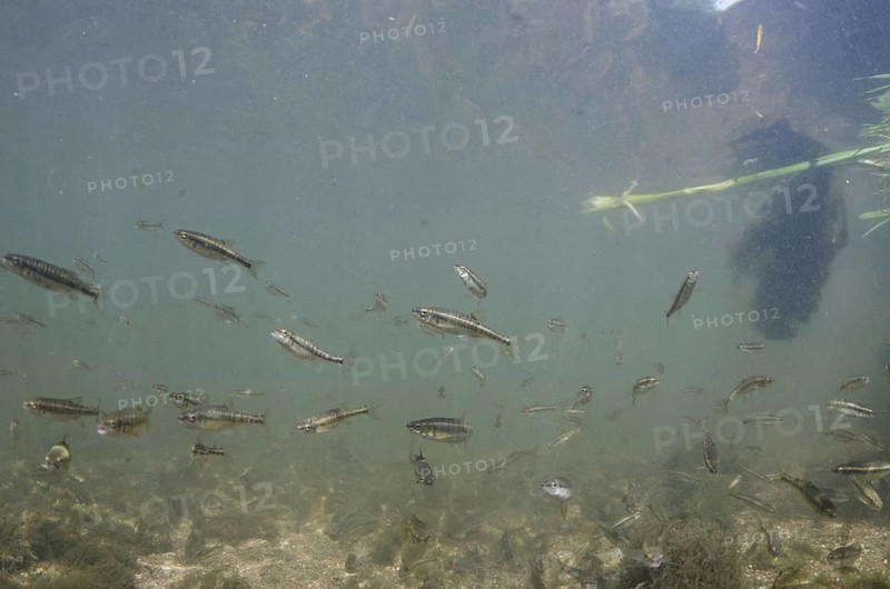 Common Minnow