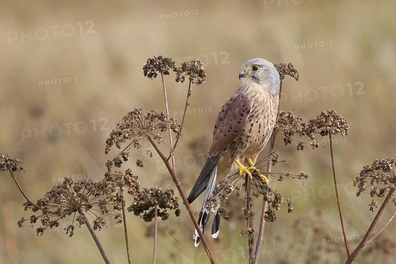 Common common kestrel