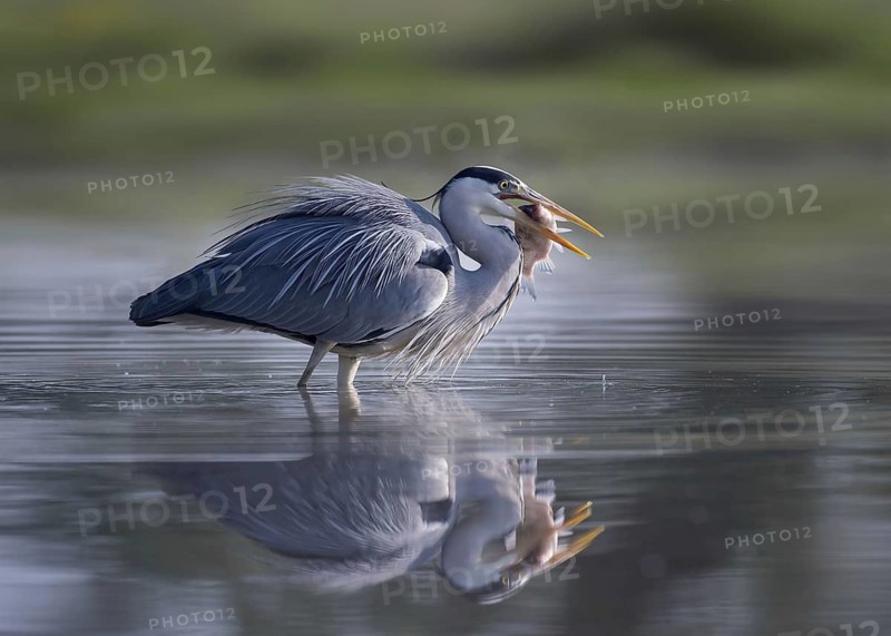 Grey Heron