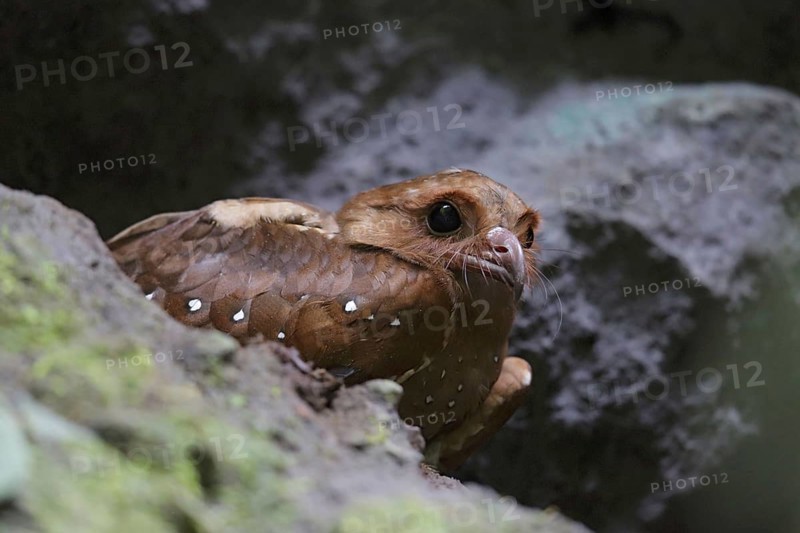 Adult oilbird