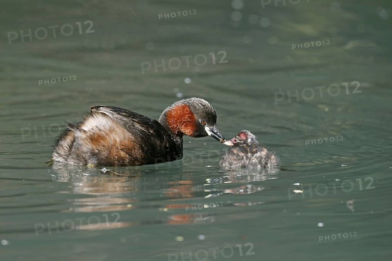 Little grebe
