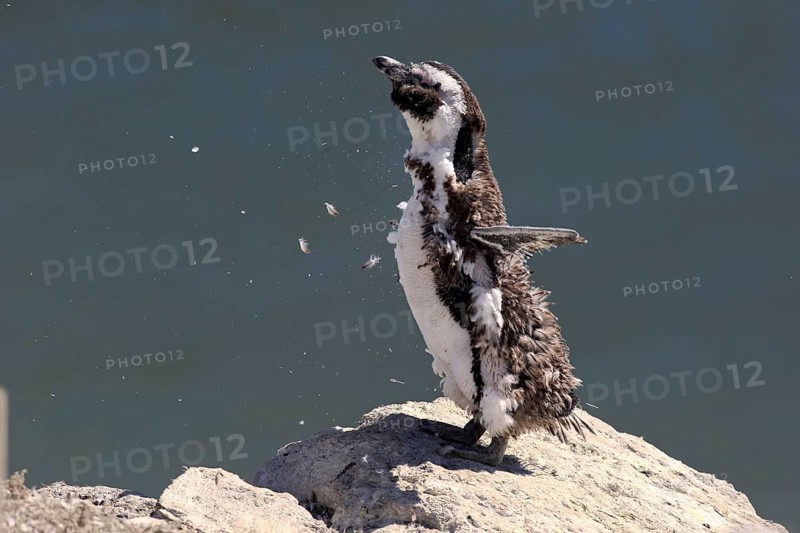Jackass Penguin