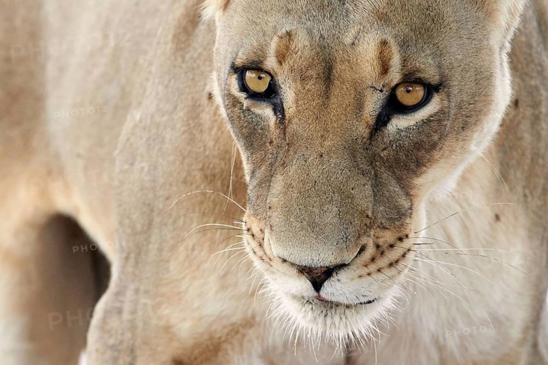 Transalvaal Lion