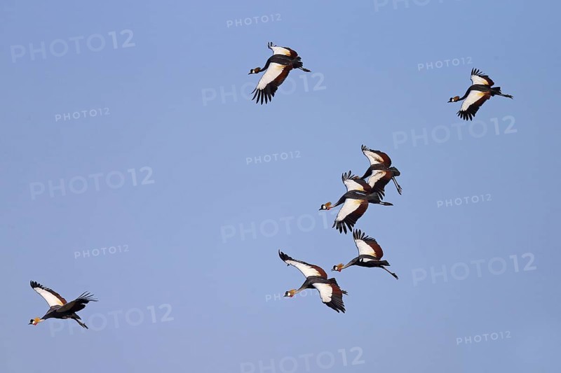 Grey Crowned-crane