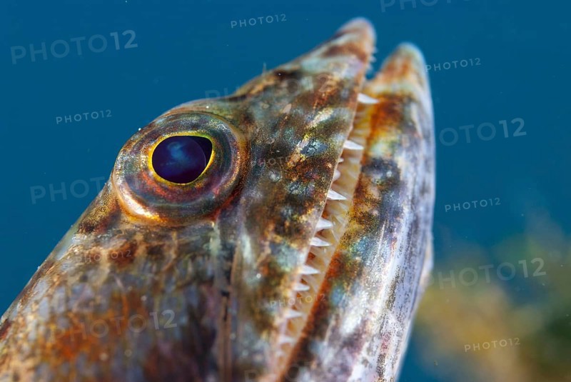 Varigated Lizardfish