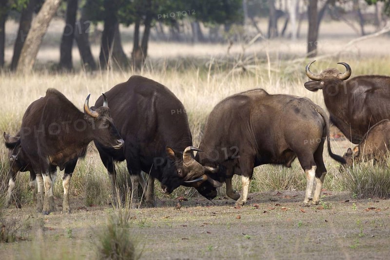 Gaur