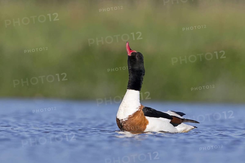 Common shelduck