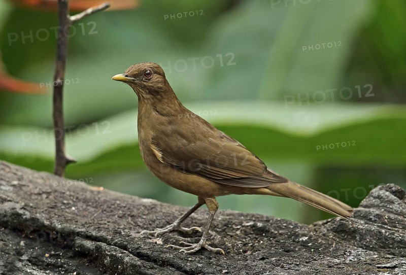 Clay-coloured robin
