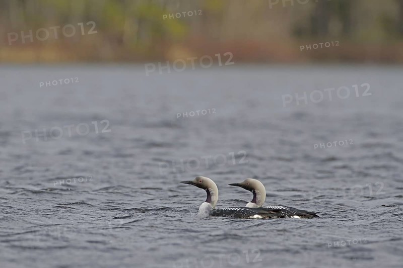 Black-throated Diver
