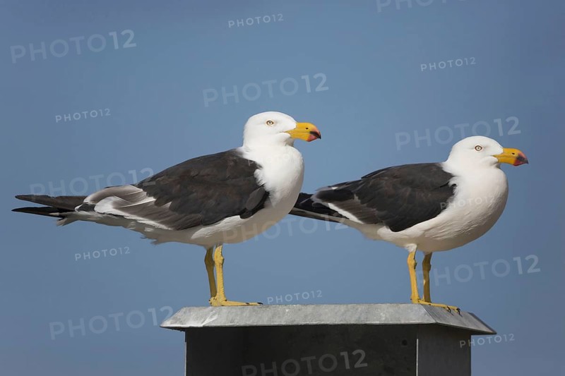 Pacific Gull