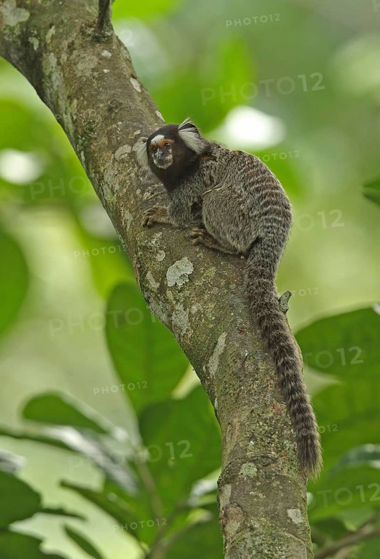 Common Marmoset