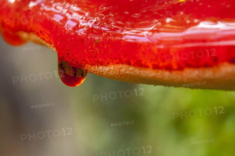 Close-up on the drops of blood trickling over the edge of a beefsteak fungus