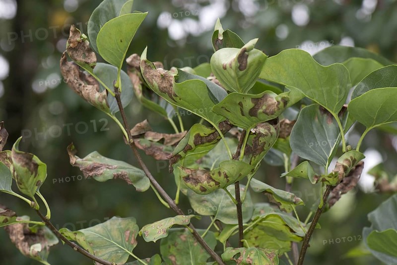 Symptoms of magnesium deficiency on late summer foliage of a lilac tree