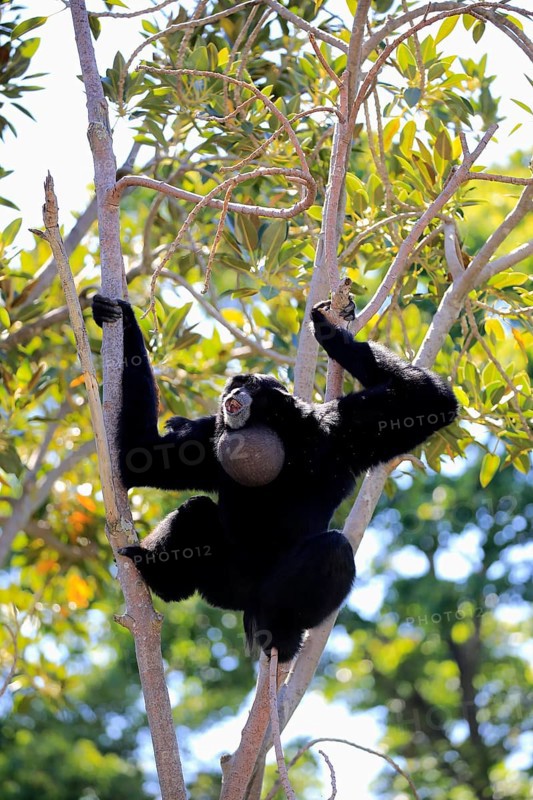 Siamang