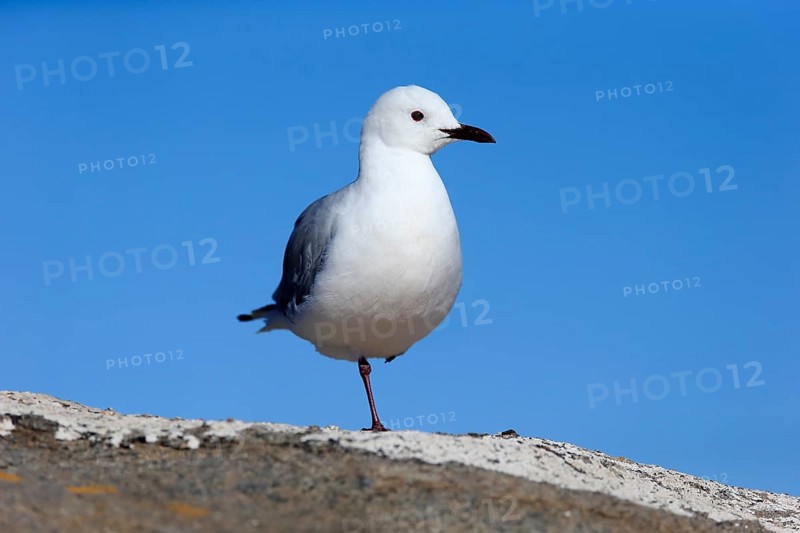 Hartlaub's Gull