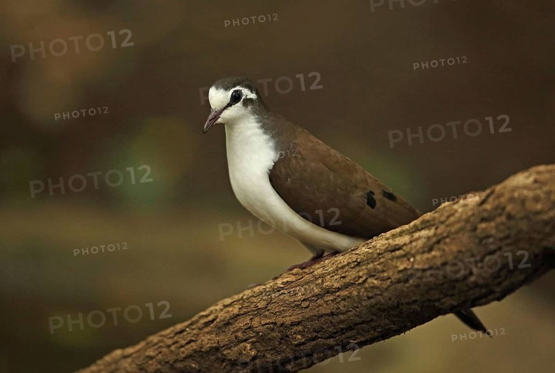 Tambourine dove