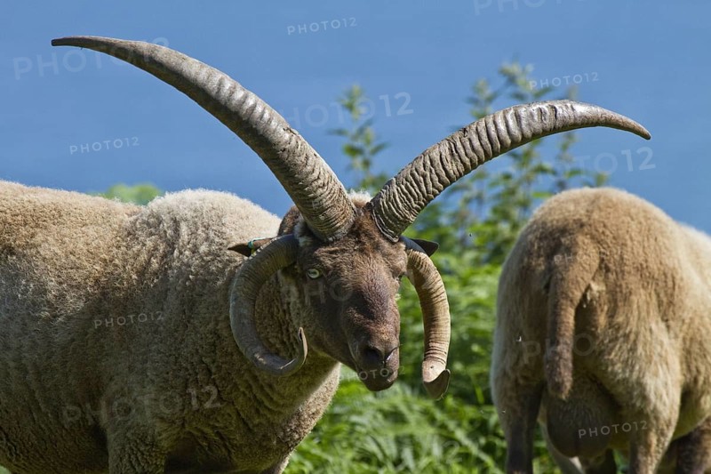 Manx Loaghtan sheep