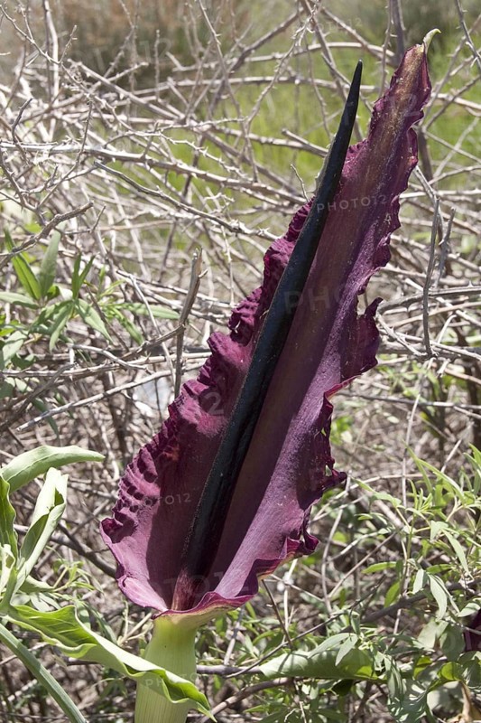 Arum dracunculus