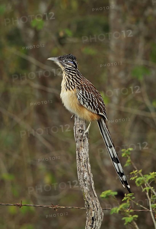 Lesser Roadrunner