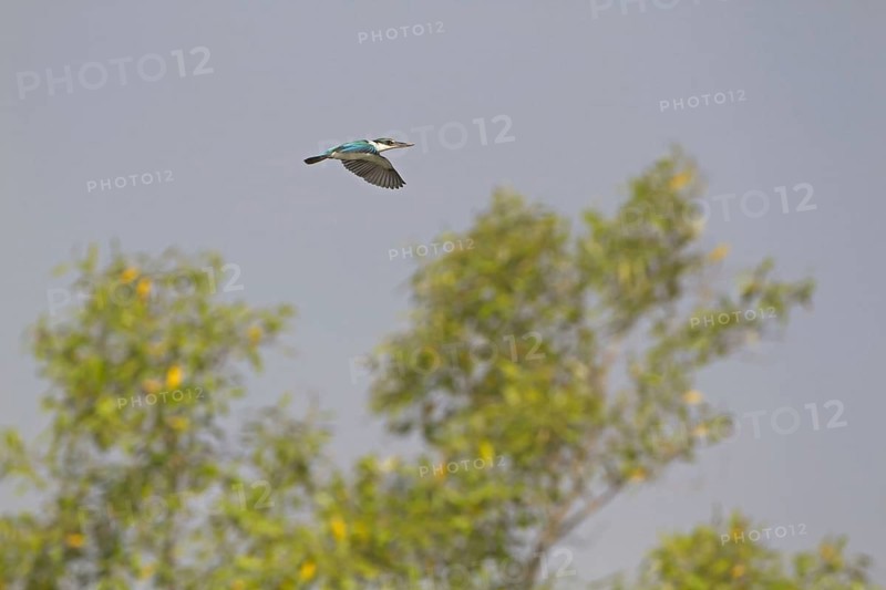 Collared Kingfisher