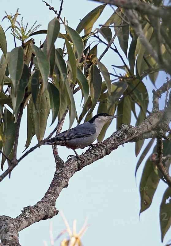 Giant Nuthatch