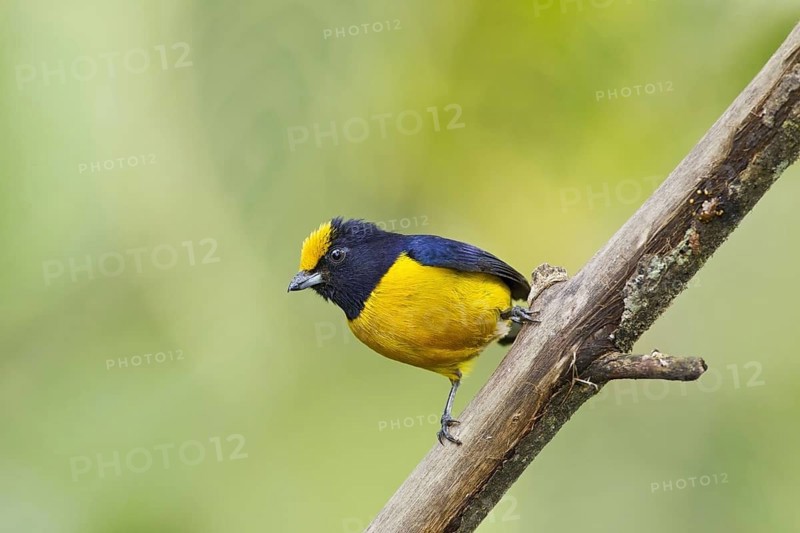Yellow-bellied organist
