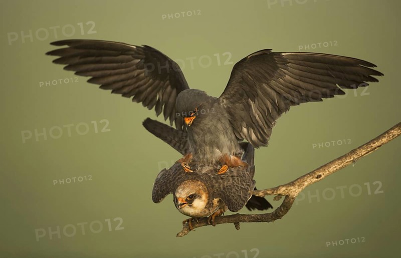 Red-footed falcon