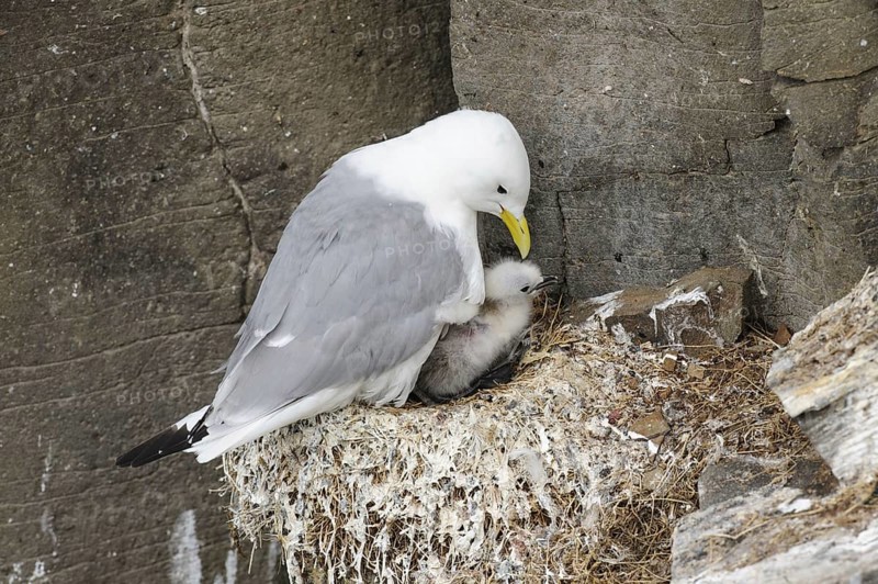 Black-legged Kittiwake