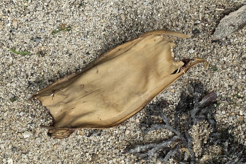 Common skate