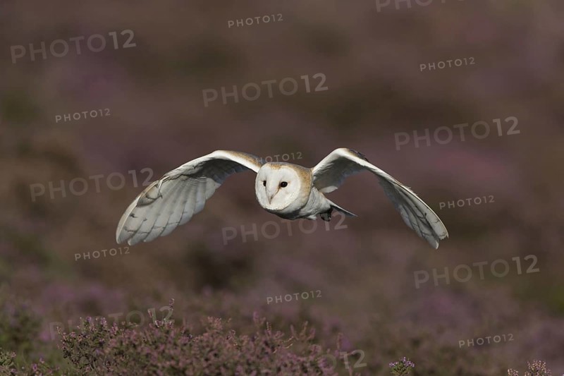 Common barn owl
