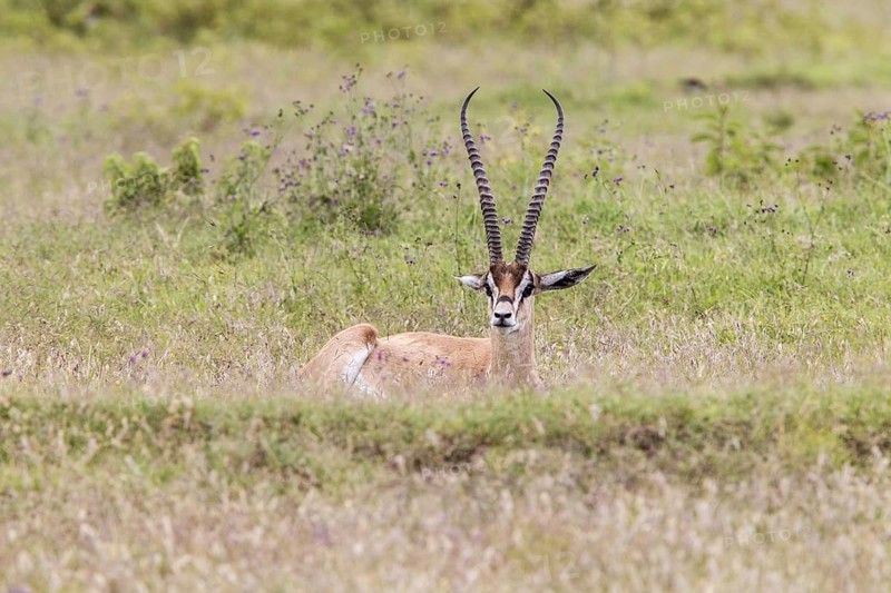 Grant's Gazelle