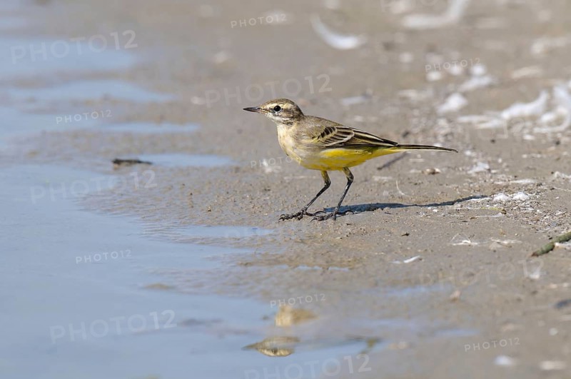 Yellow Wagtail