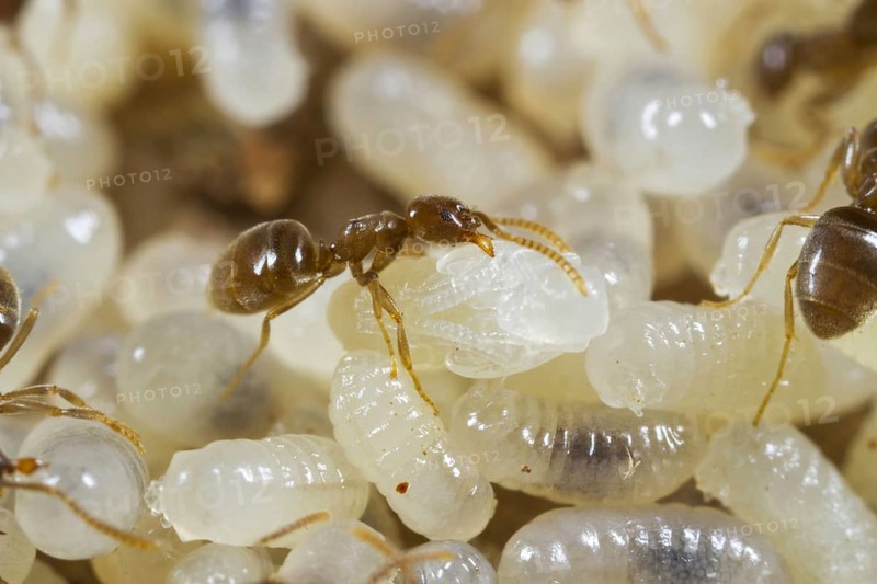 Ant