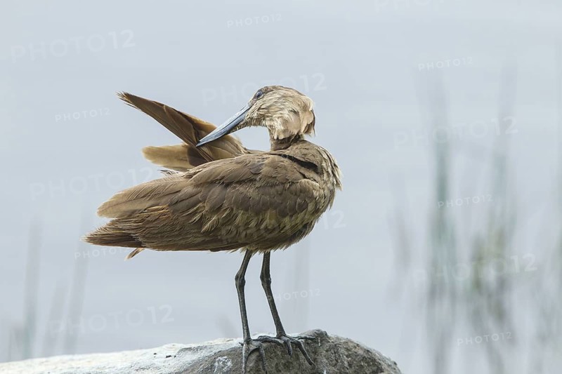 Adult hamerkop