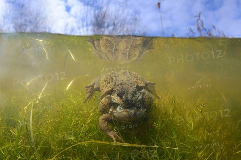 Common Frog