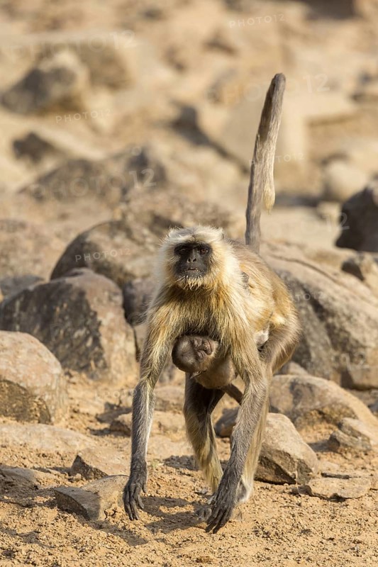 Southern southern plains gray langur