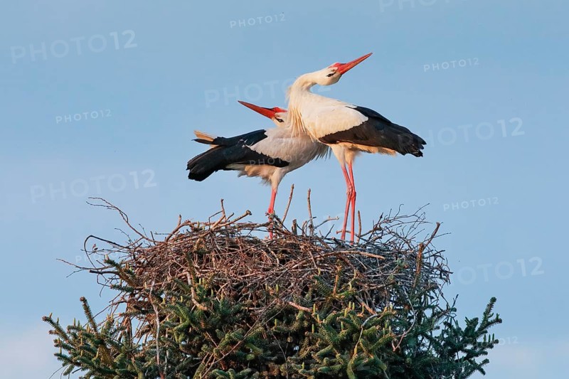 A pair of white storks standing in the nest at sunset and clattering their beaks