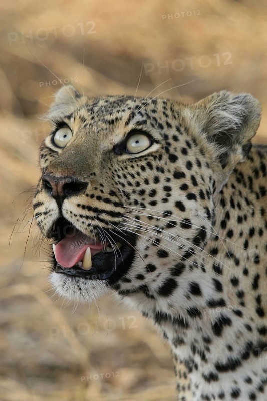 Pardus leopard niche leopards