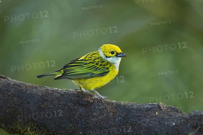 Silver-throated Tanager