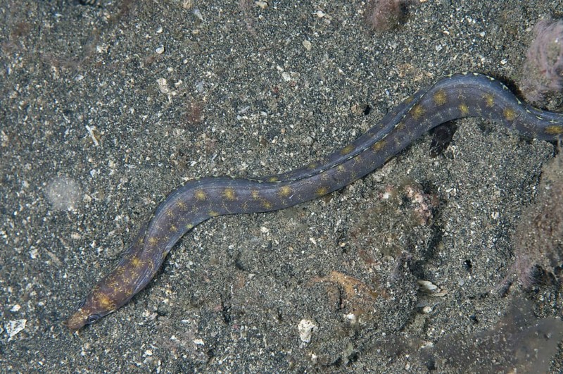 Reeve's Moray