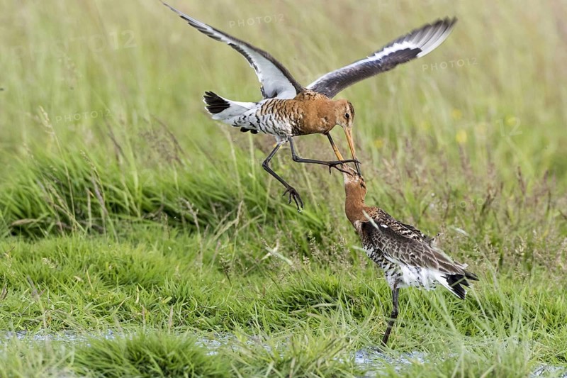 Black-tailed godwits in summer plumage fight