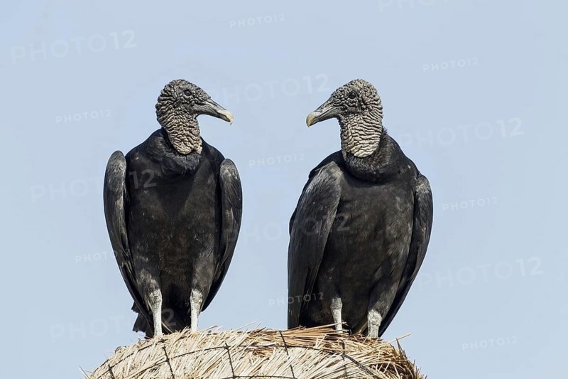 American Black Vulture