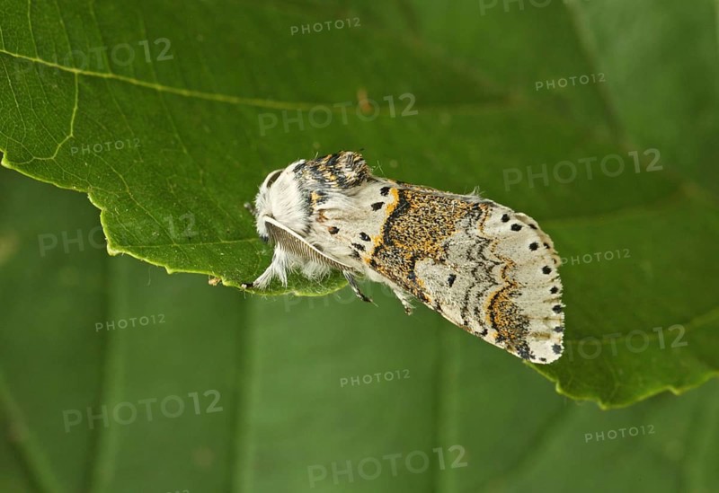 Alder Kitten